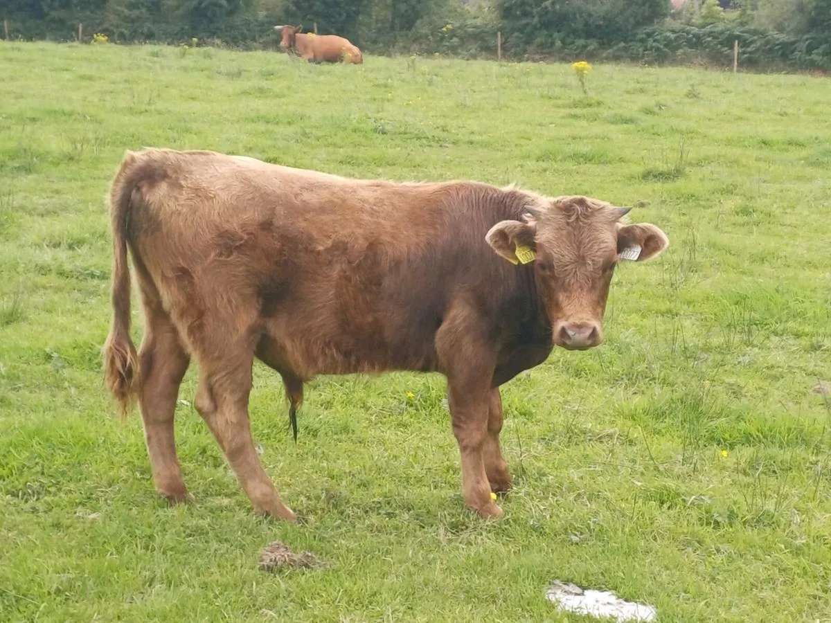 Dexter Organic bull/bullock - Image 2