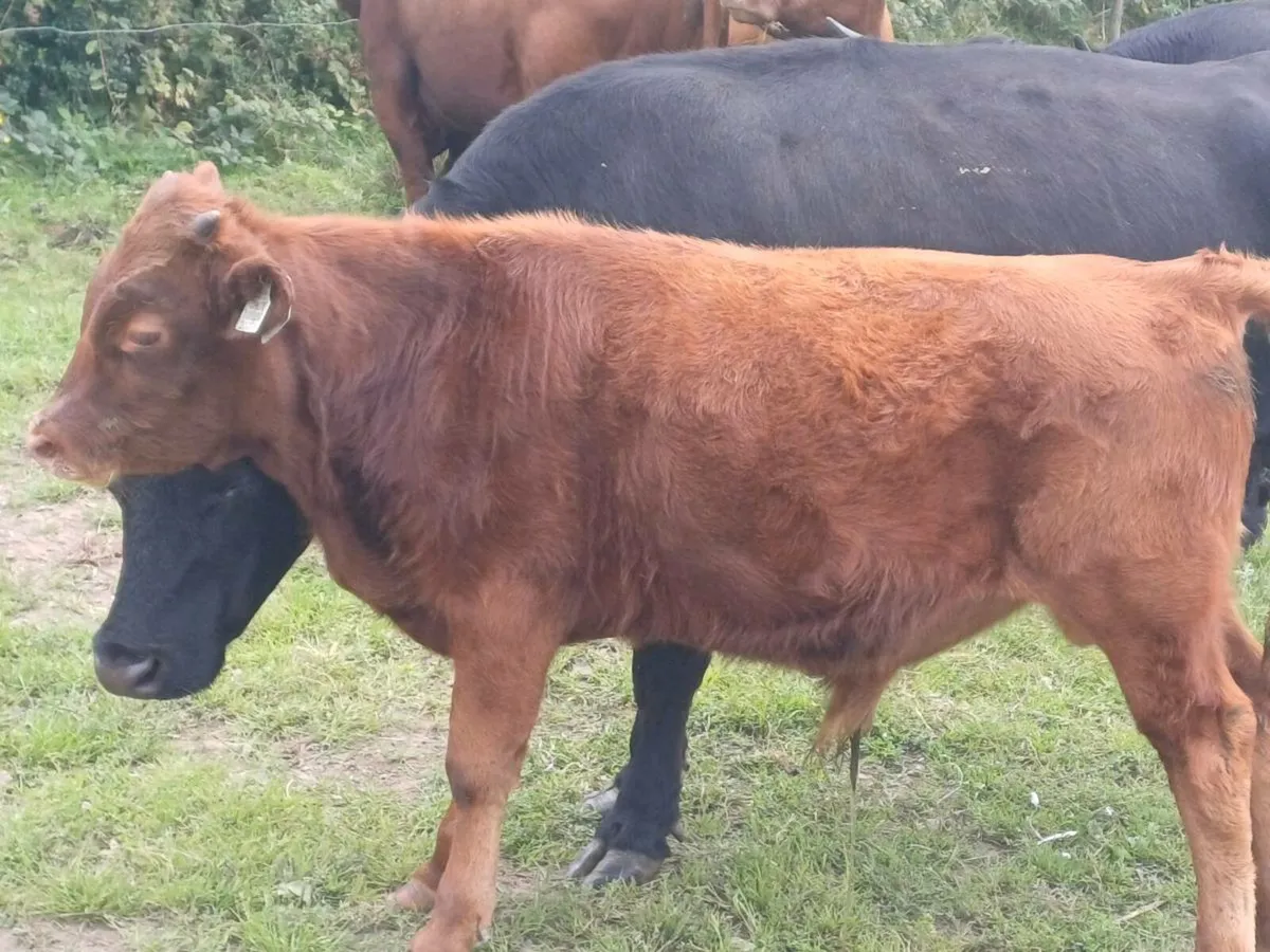 Dexter Organic bull/bullock - Image 3