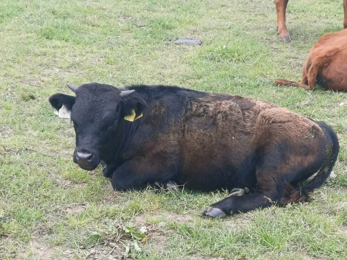 Dexter Organic bull/bullock - Image 4