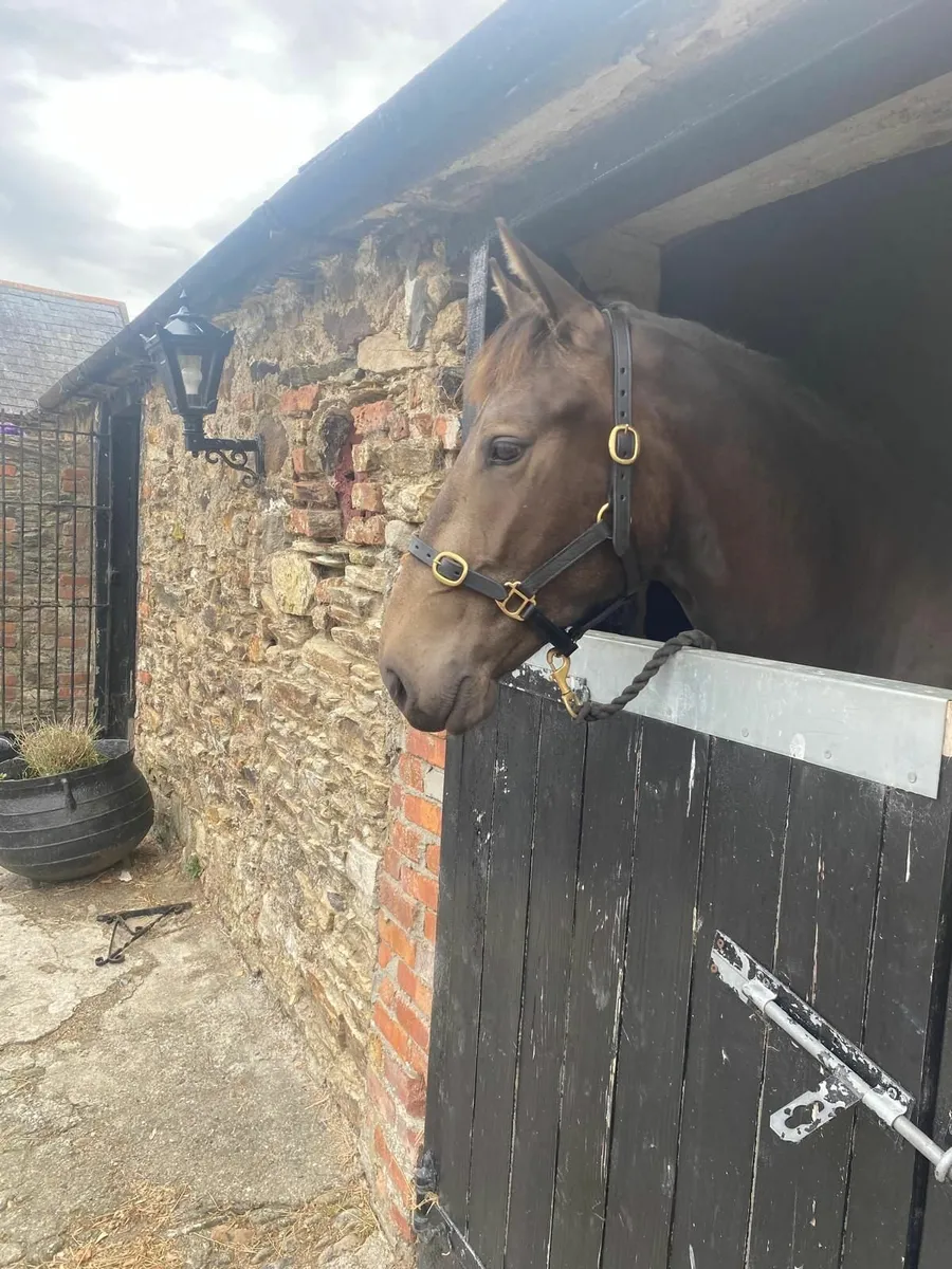 Exceptional Quaity Dun Connemara Gelding - Image 1