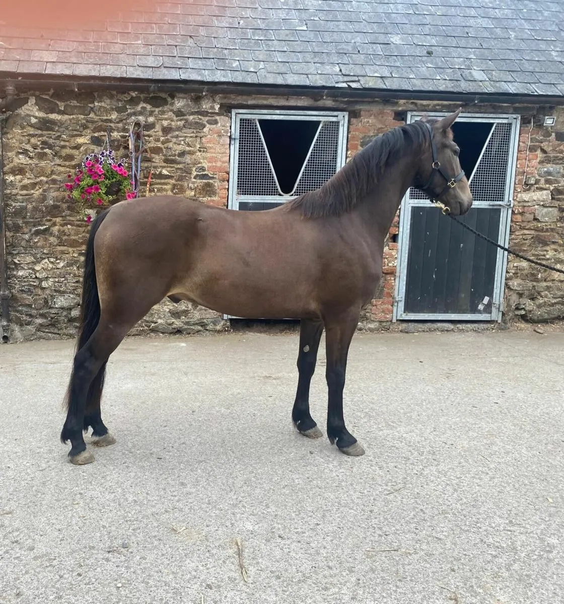 Exceptional Quaity Dun Connemara Gelding - Image 3