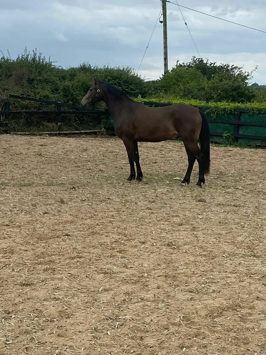 Exceptional Quaity Dun Connemara Gelding - Image 4