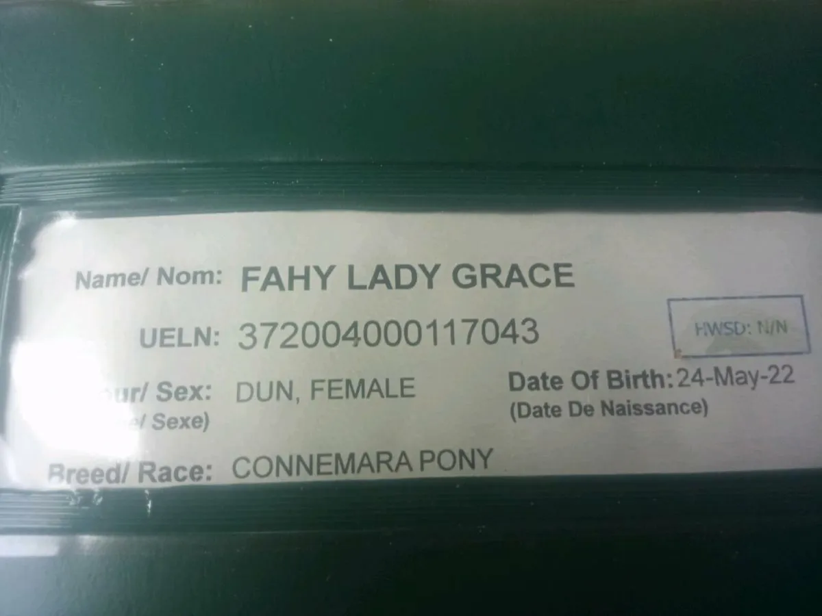 3yo dun Connemara filly - Image 2