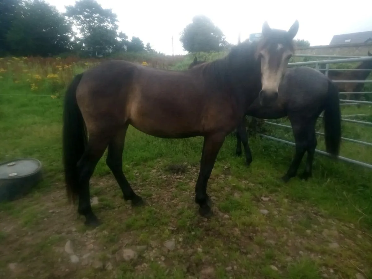3yo dun Connemara filly - Image 1