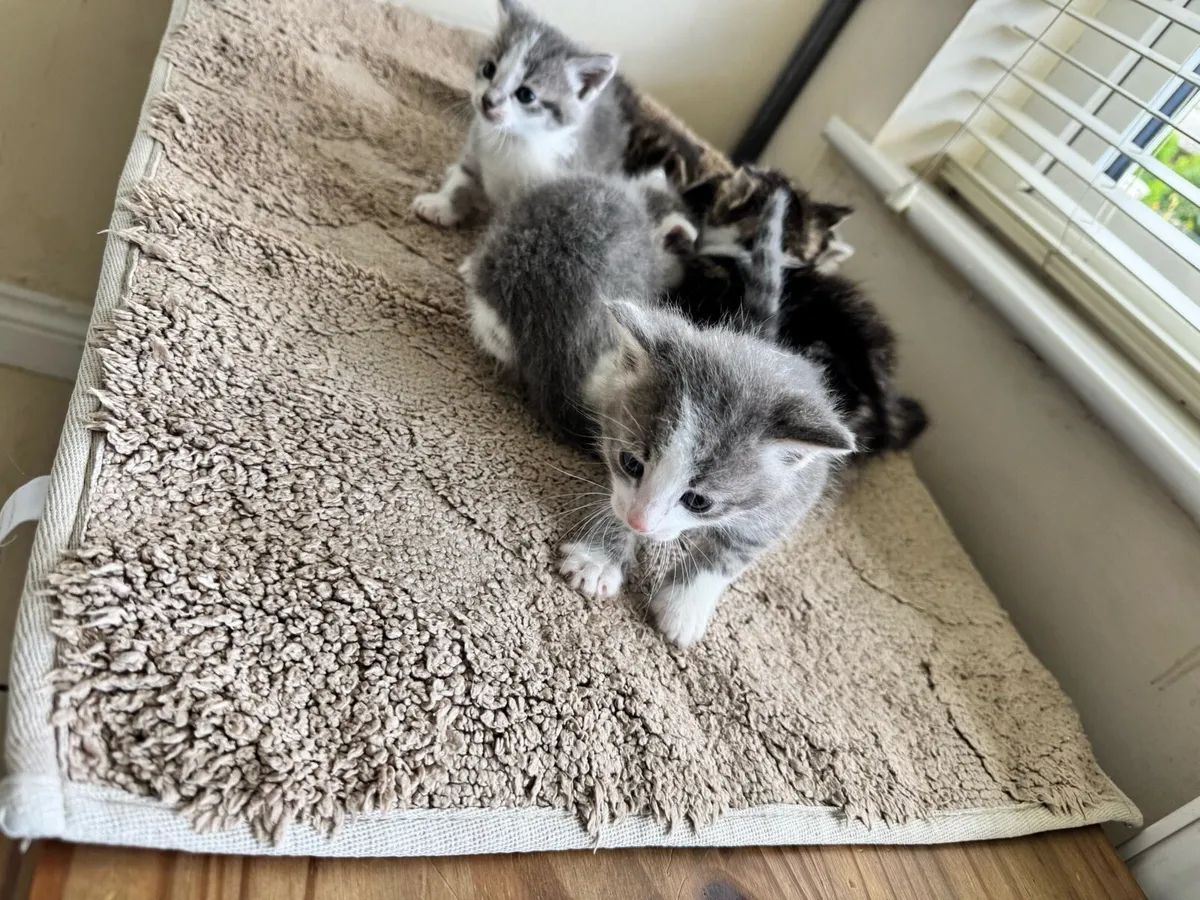 6 GORGEOUS KITTENS Silver tuxedo Russian/maincoon - Image 2