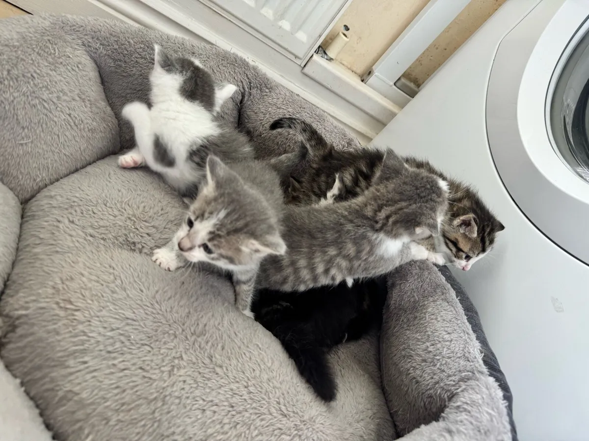 6 GORGEOUS KITTENS Silver tuxedo Russian/maincoon - Image 3