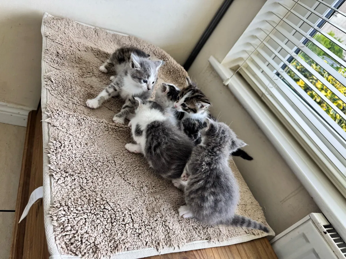 6 GORGEOUS KITTENS Silver tuxedo Russian/maincoon - Image 4