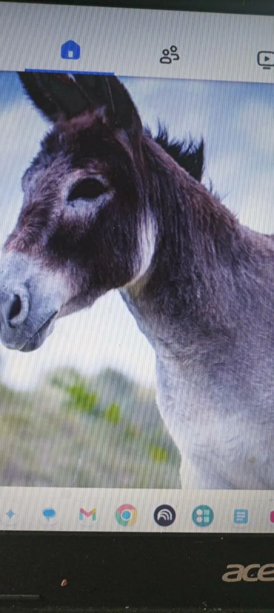 donkeys