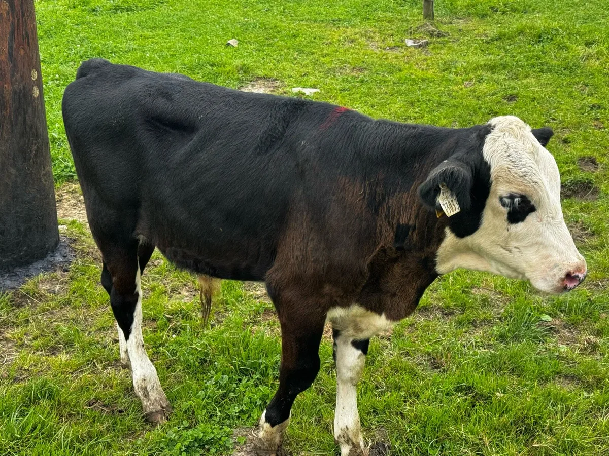 Sweet Strong Bull Calves - Image 1