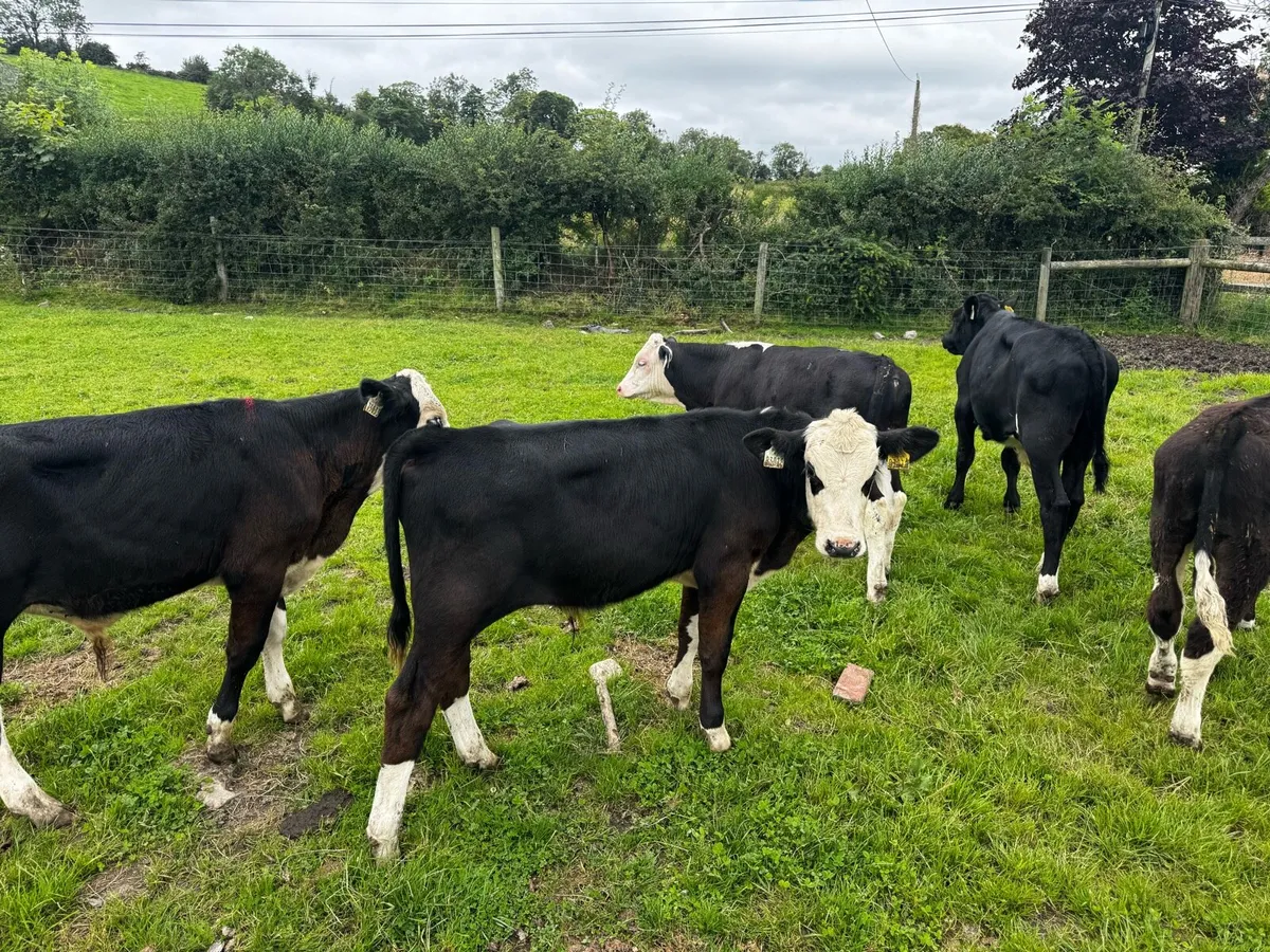 Sweet Strong Bull Calves - Image 2