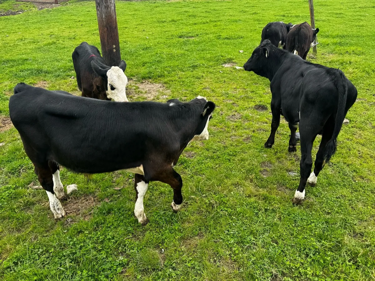 Sweet Strong Bull Calves - Image 3