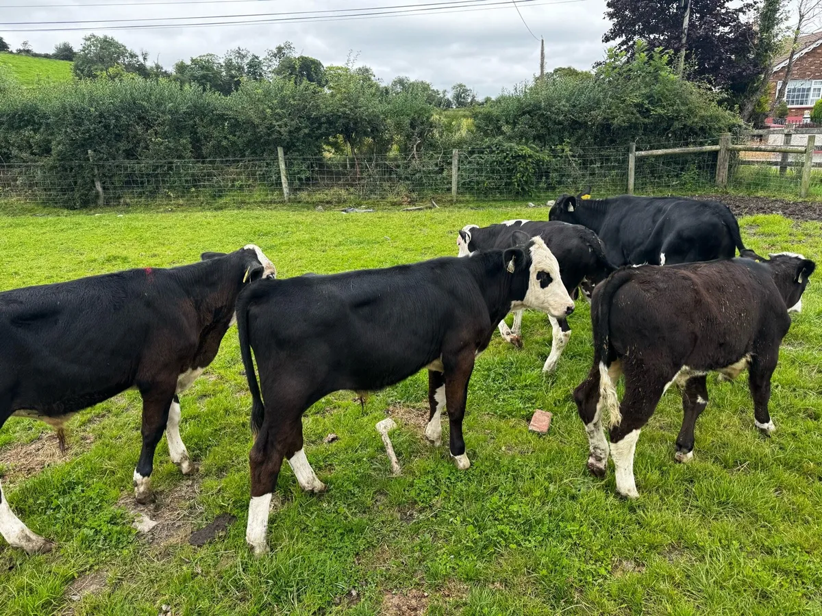 Sweet Strong Bull Calves - Image 4