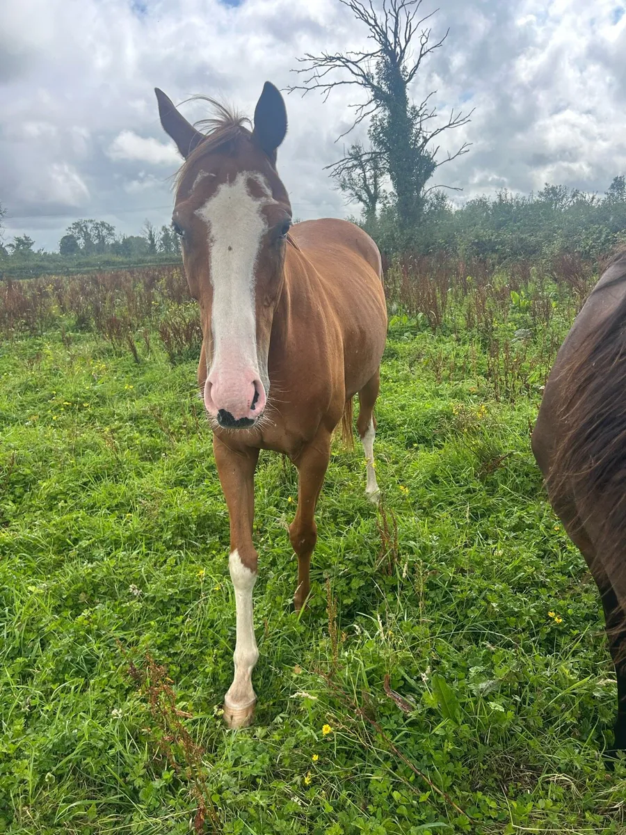 Leading light 4yo Gelding - Image 1
