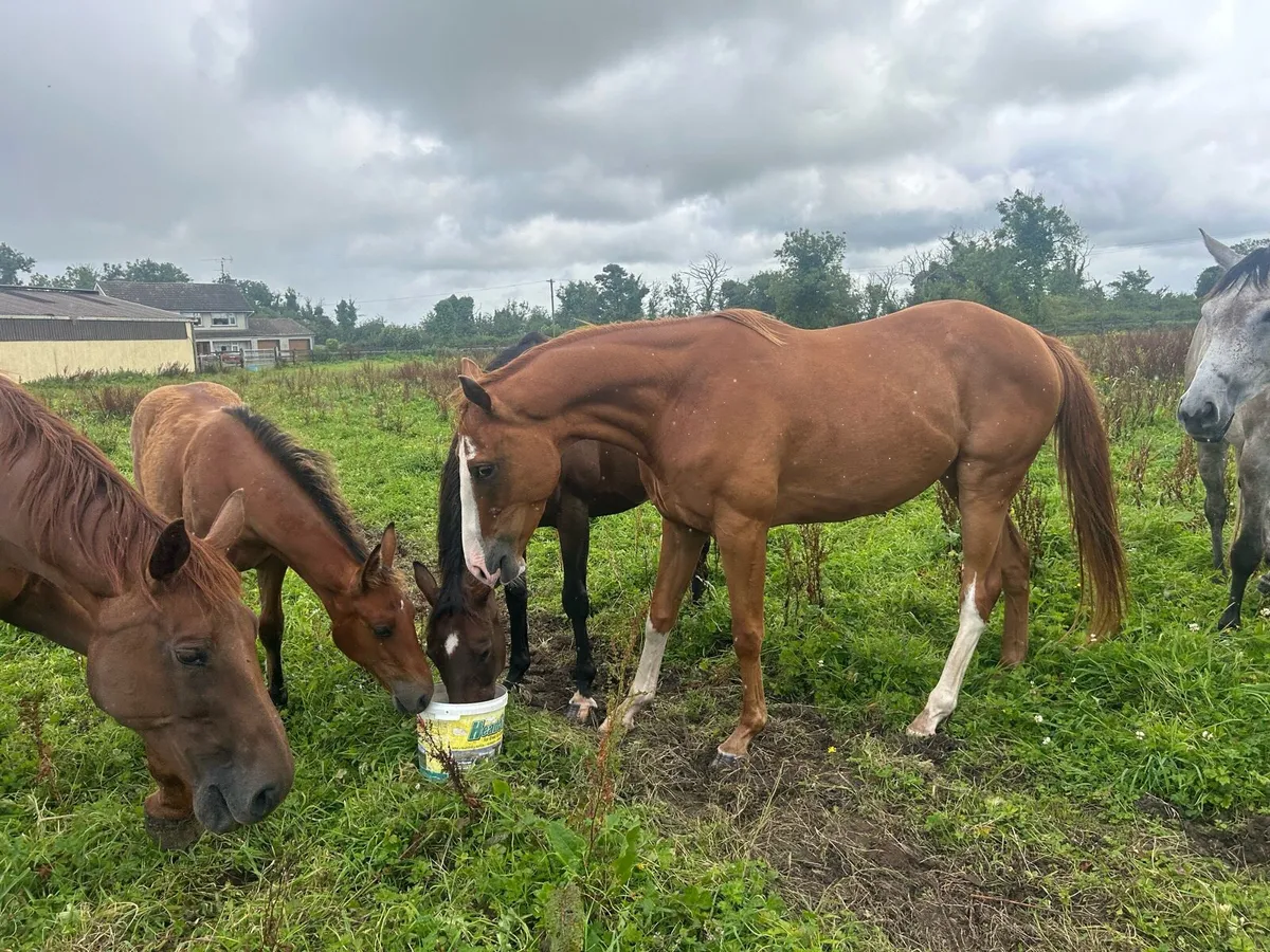 Leading light 4yo Gelding - Image 2