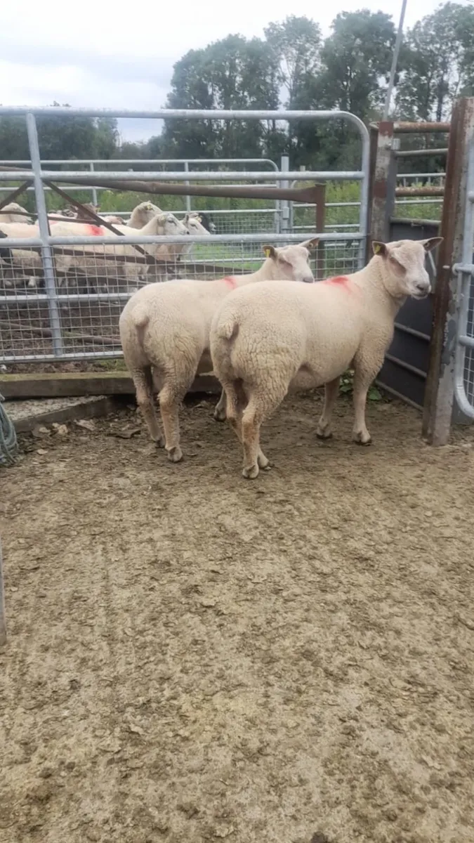 Super Charollais hogget rams - Image 1