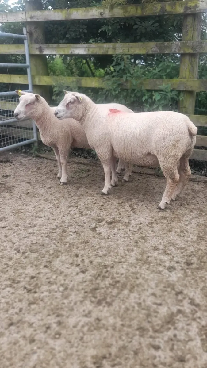 Super Charollais hogget rams - Image 2