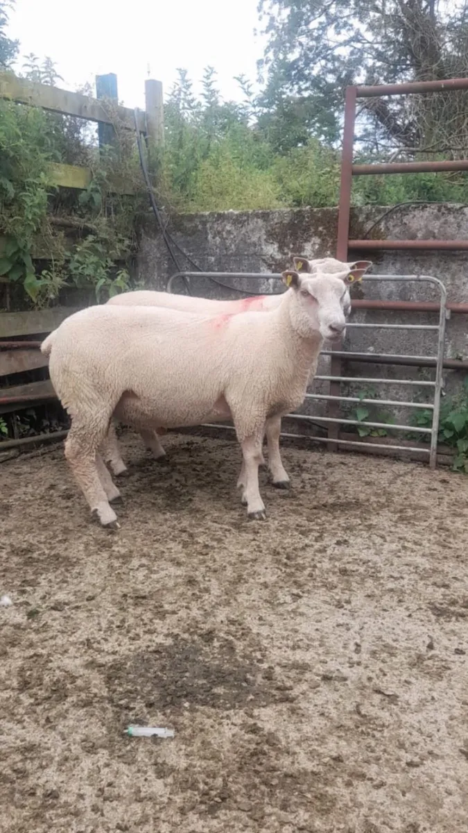 Super Charollais hogget rams - Image 3