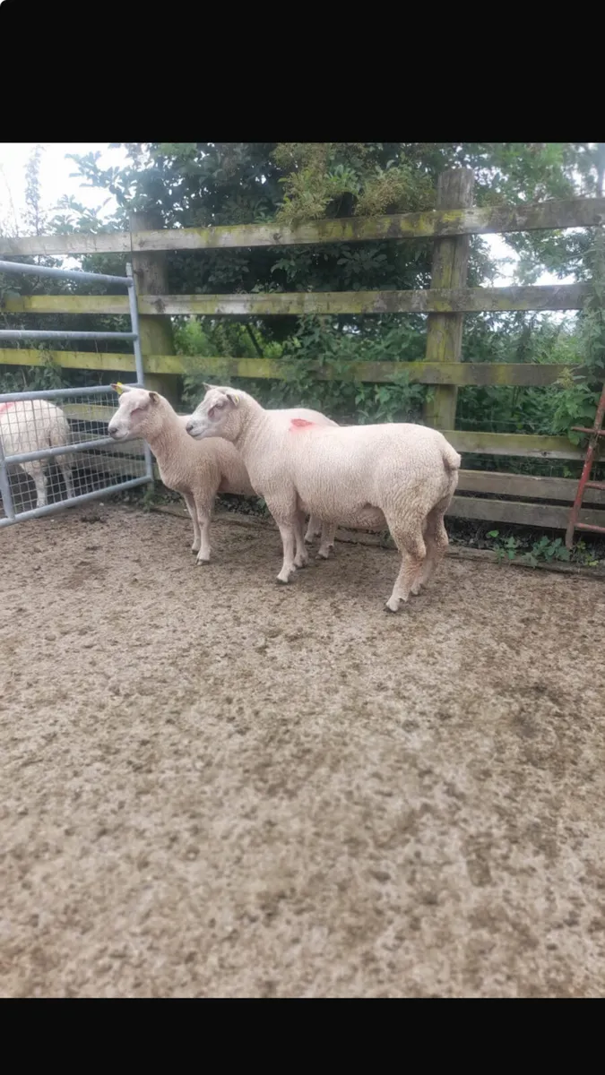 Super Charollais hogget rams - Image 4