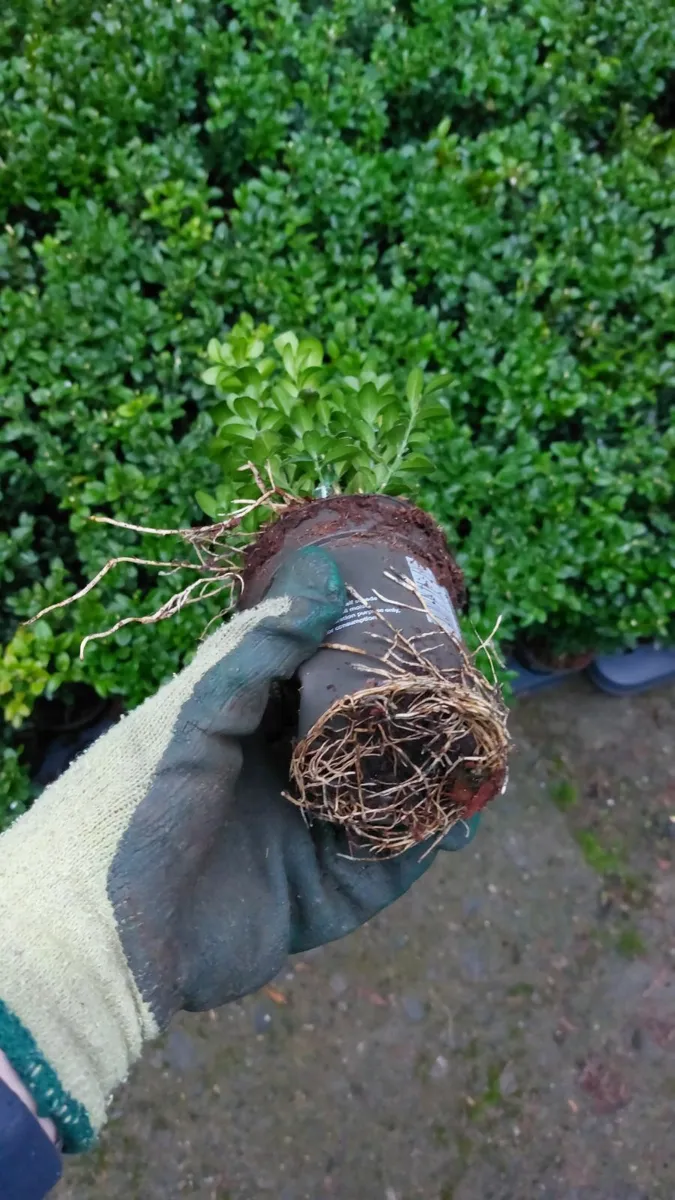 Box Hedging - Image 3
