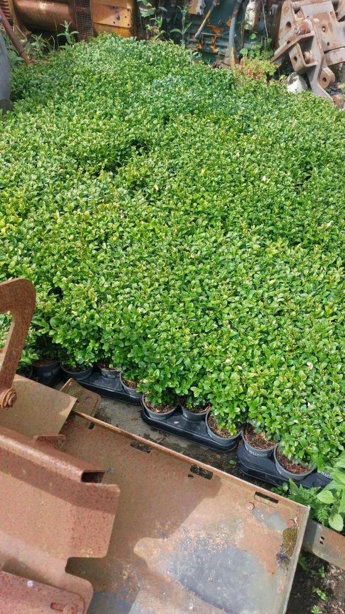 Box Hedging - Image 1