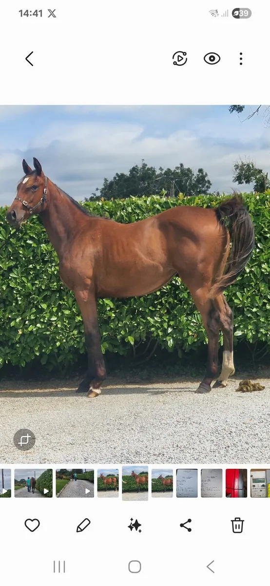 TB Yearling Colt - Image 1