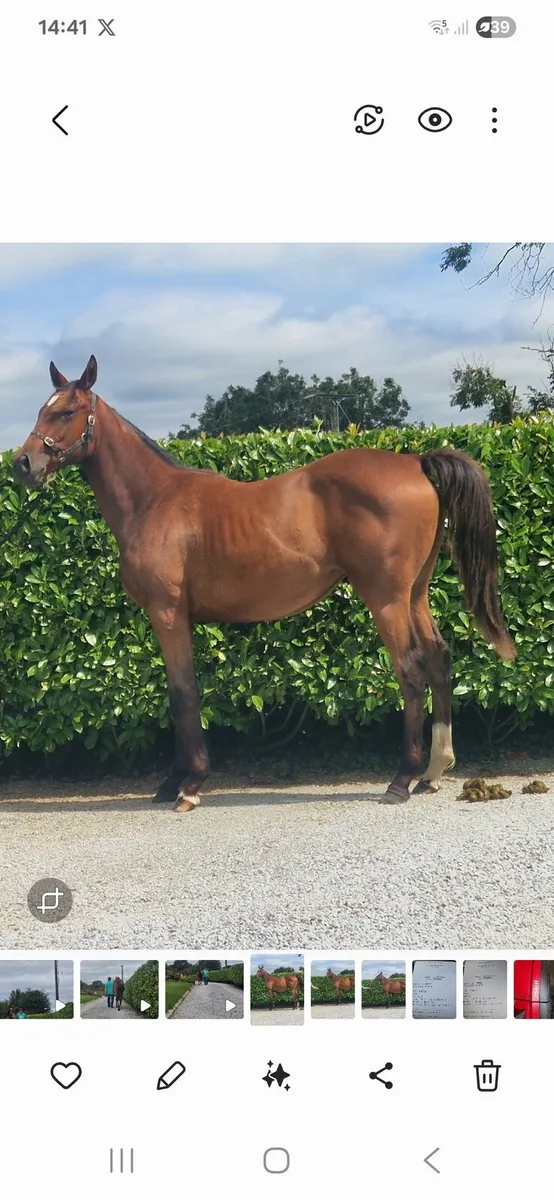 TB Yearling Colt - Image 2