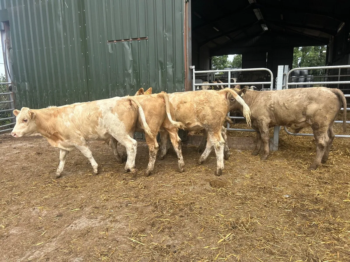 5 super  charlaois store bullocks - Image 1