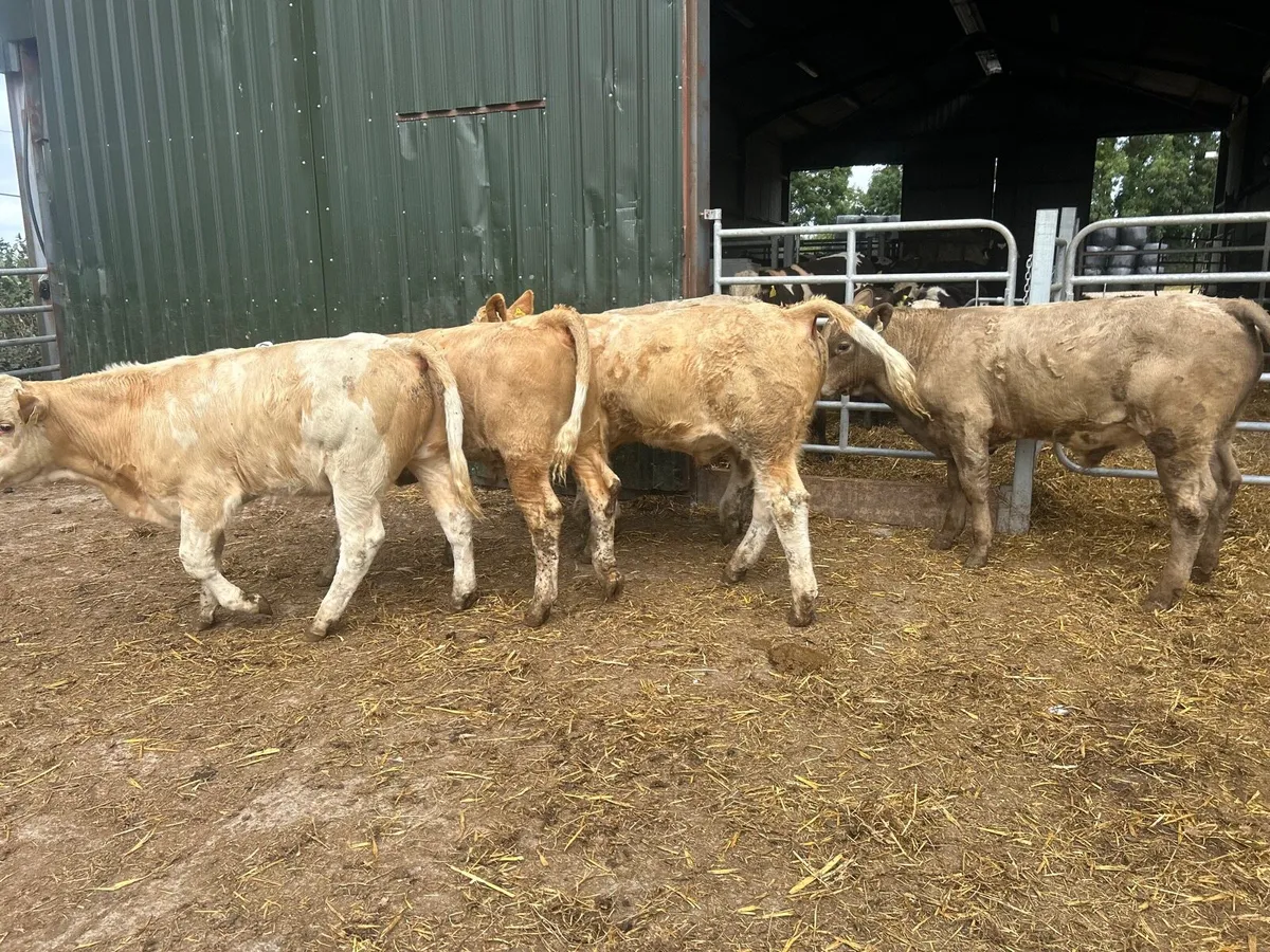 5 super  charlaois store bullocks - Image 2