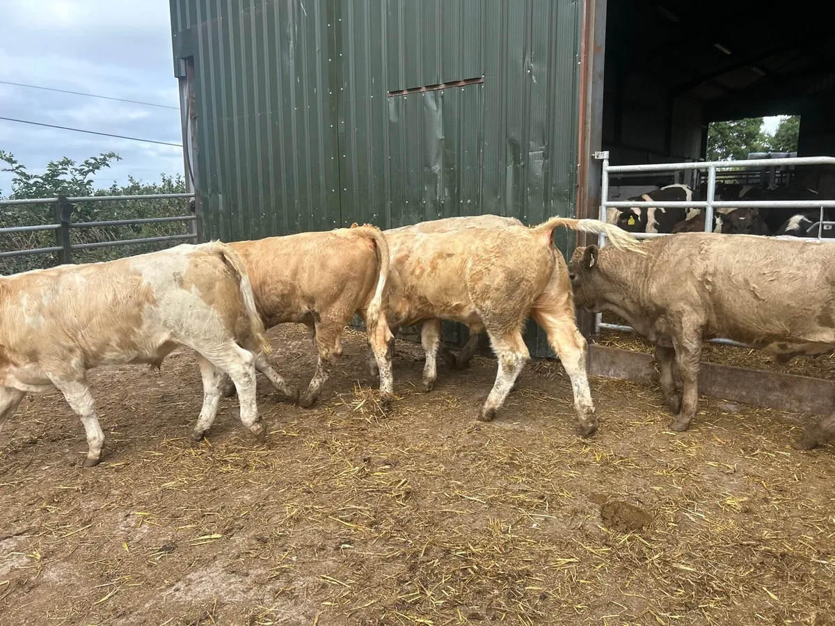 5 super  charlaois store bullocks - Image 3