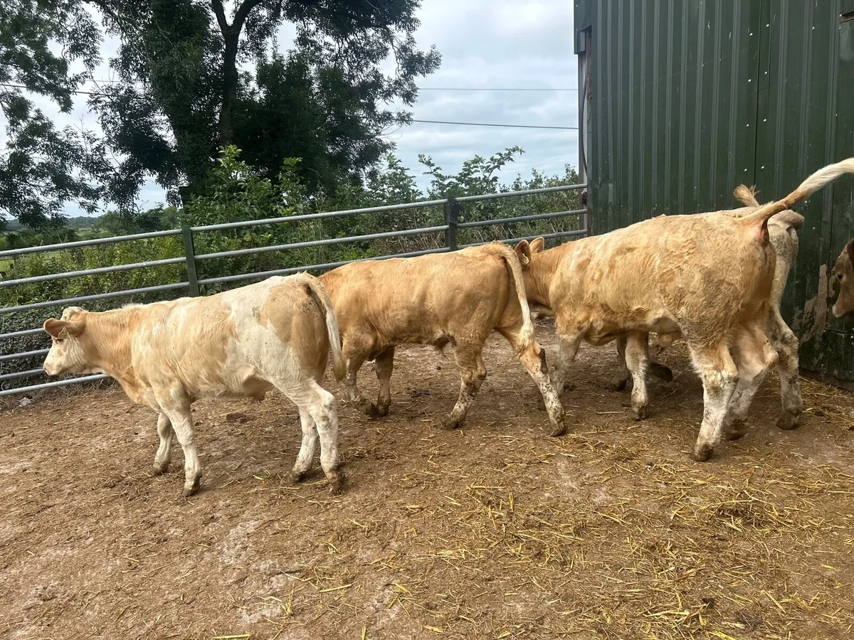 5 super  charlaois store bullocks - Image 4