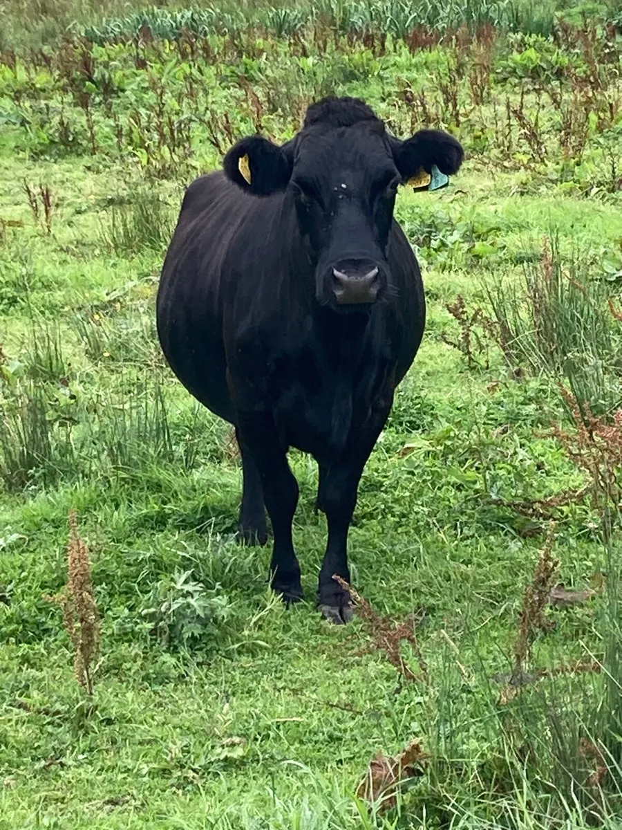 Dexter cattle - Image 2