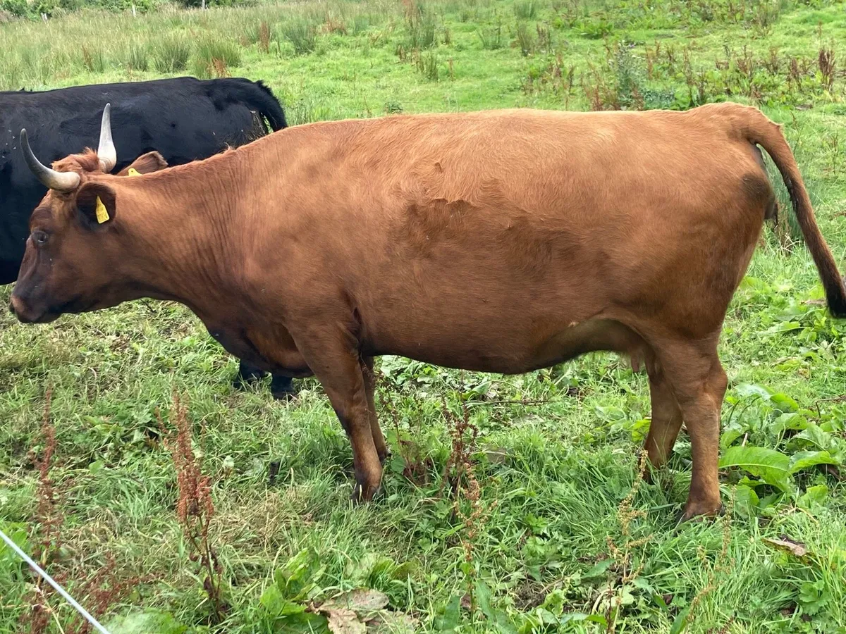 Dexter cattle - Image 3