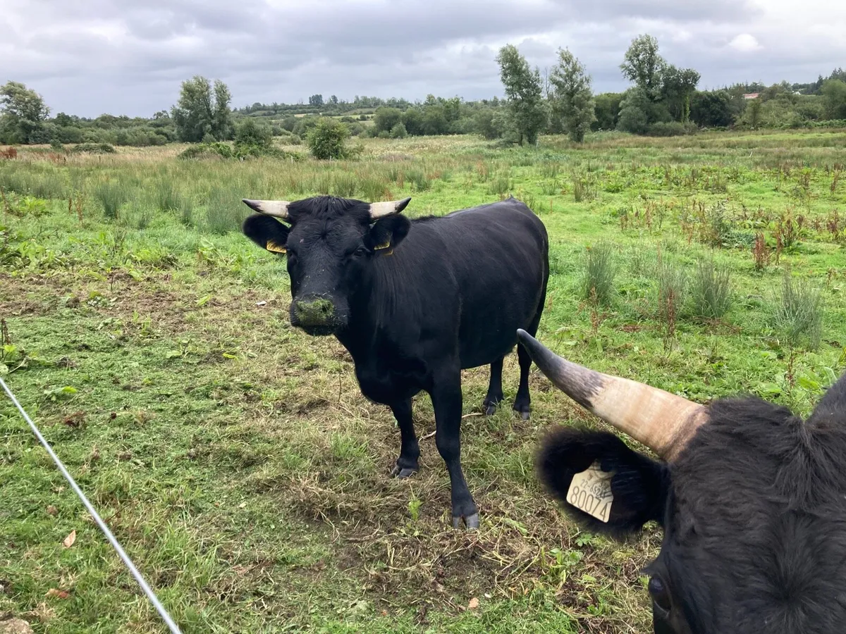 Dexter cattle - Image 4