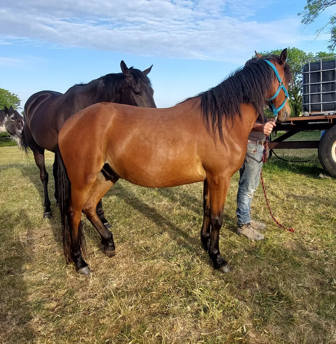 Gelding - Connie X TB - Image 2