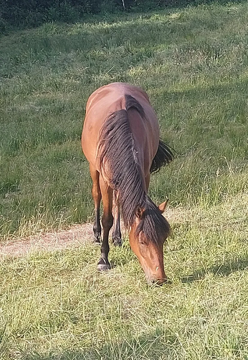 Gelding - Connie X TB - Image 3