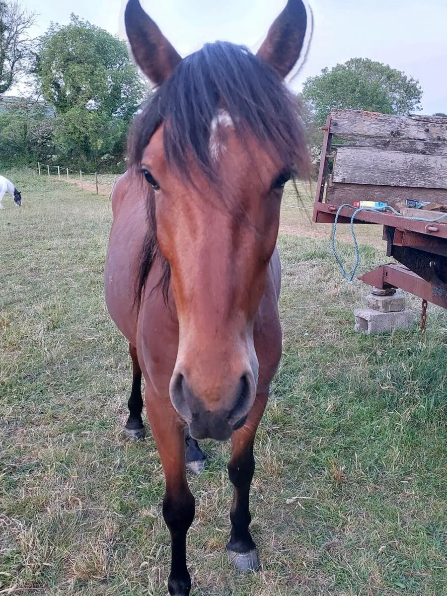 Gelding - Connie X TB - Image 4