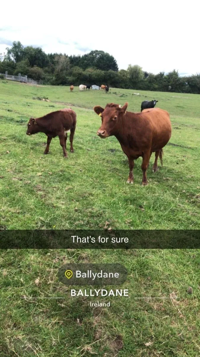 Dexter cattle - Image 1