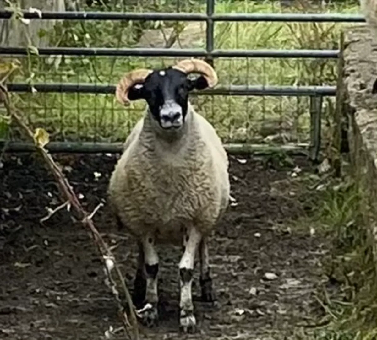 5 Lanark hoggets - Image 1