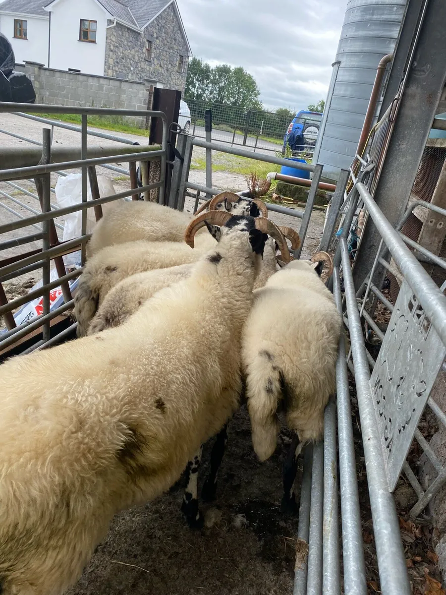 5 Lanark hoggets - Image 2