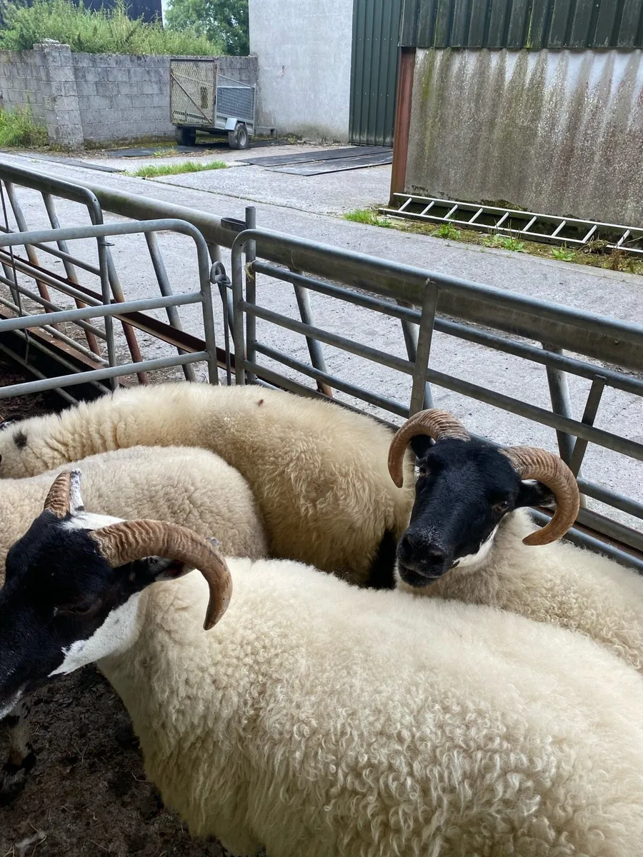 5 Lanark hoggets - Image 3