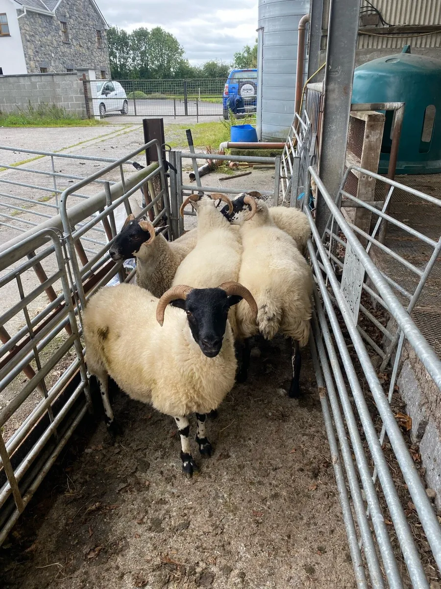 5 Lanark hoggets - Image 4
