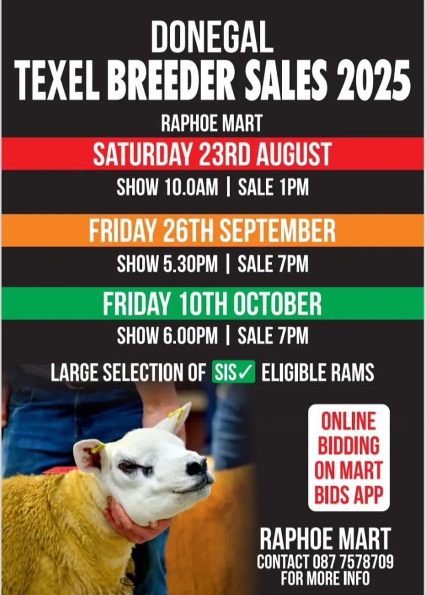 DONEGAL TEXEL BREEDERS SALE. - Image 1