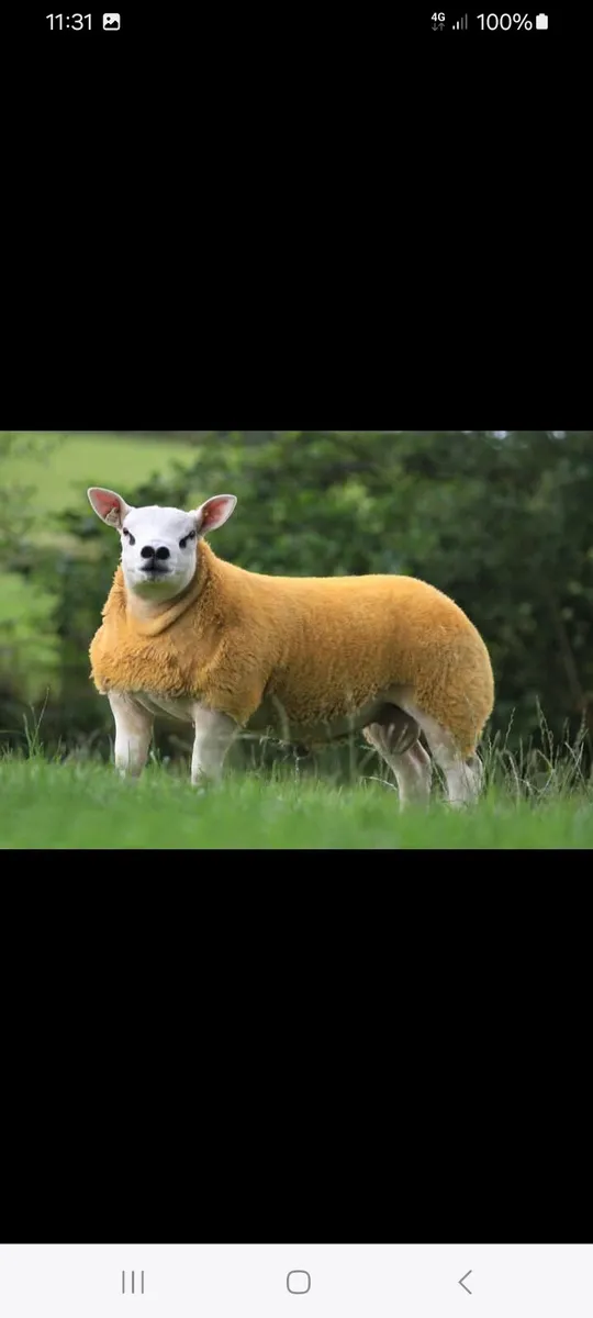 DONEGAL TEXEL BREEDERS SALE. - Image 2
