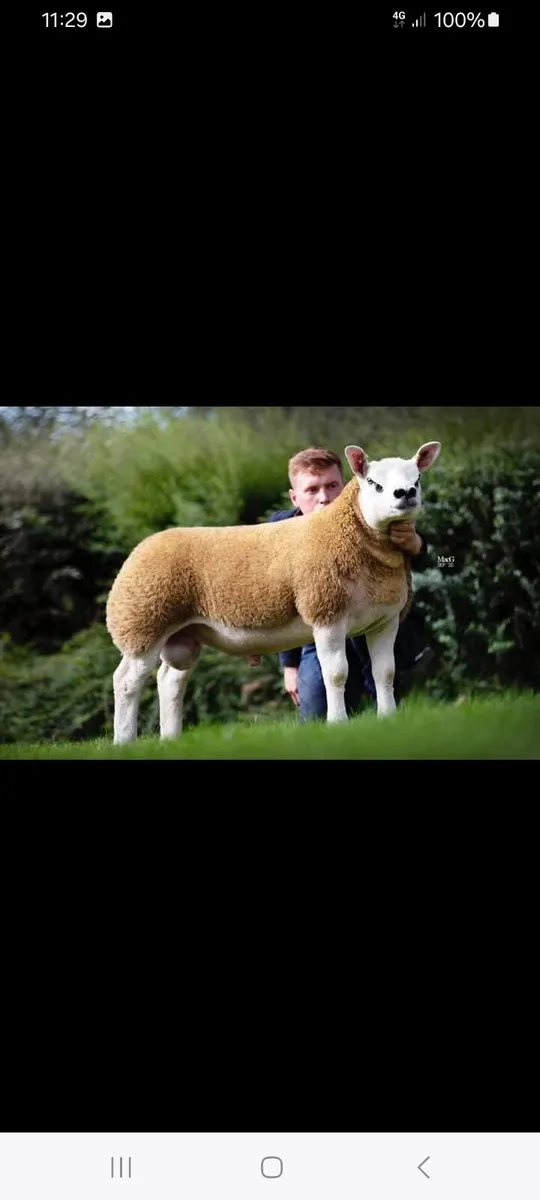 DONEGAL TEXEL BREEDERS SALE. - Image 3