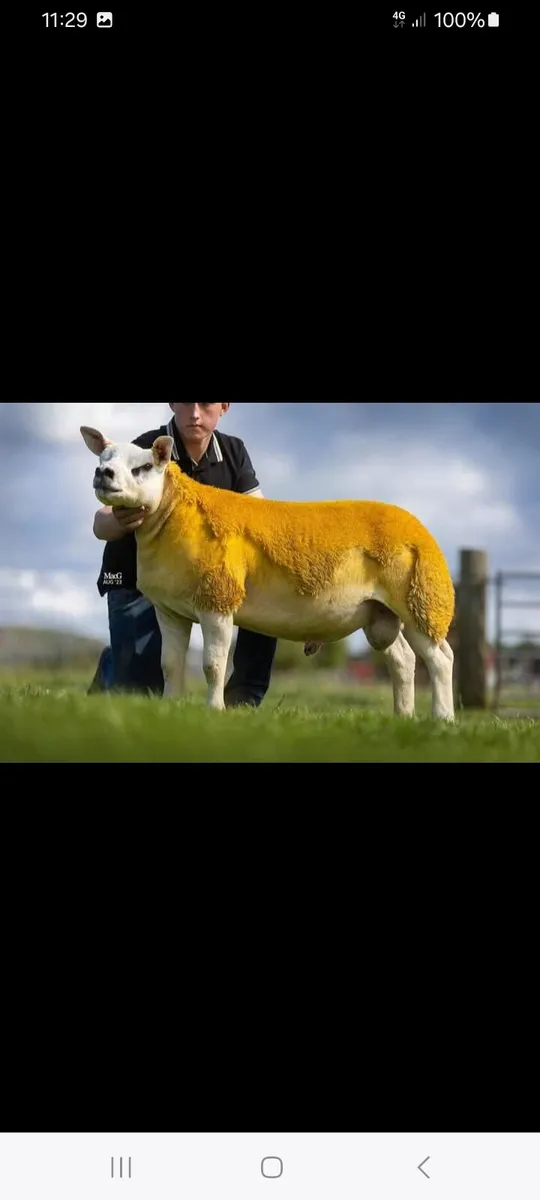 DONEGAL TEXEL BREEDERS SALE. - Image 4