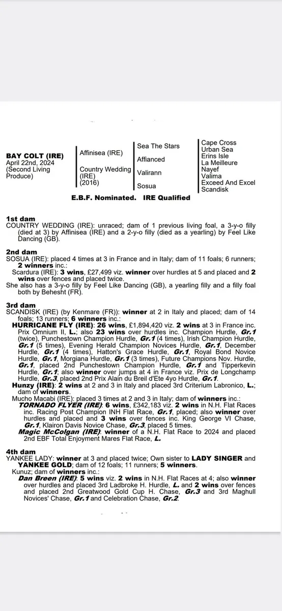 TB Yearling Colt - Image 4