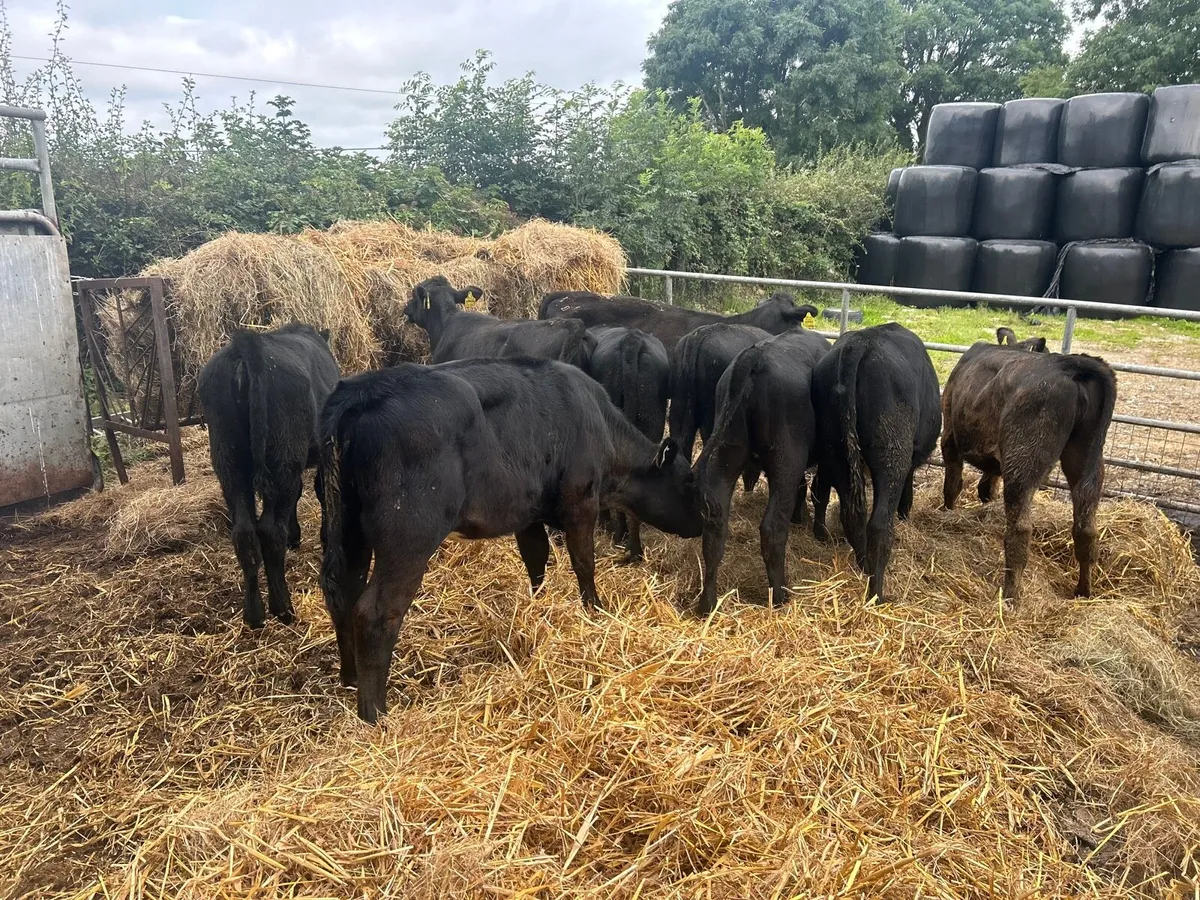 10 super  220 kg Angus heifers - Image 1