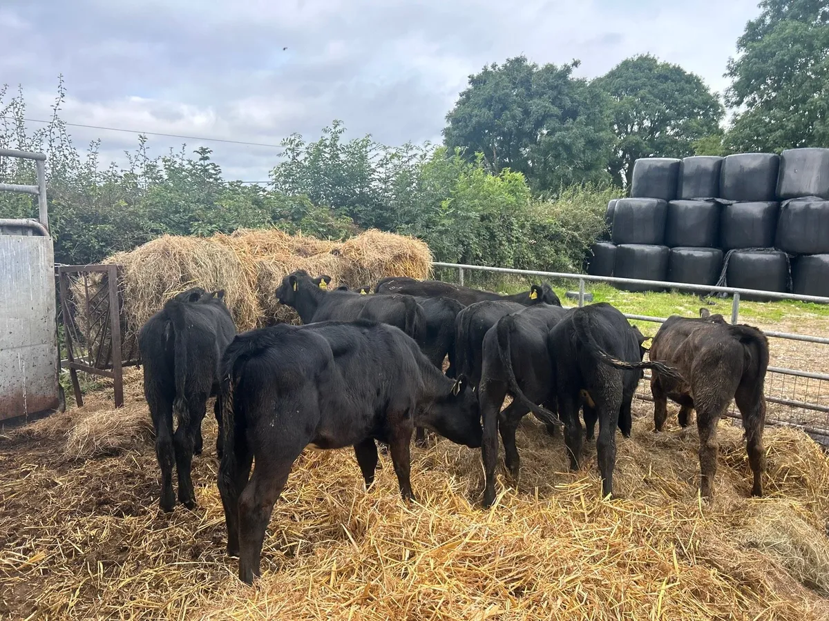 10 super  220 kg Angus heifers - Image 3