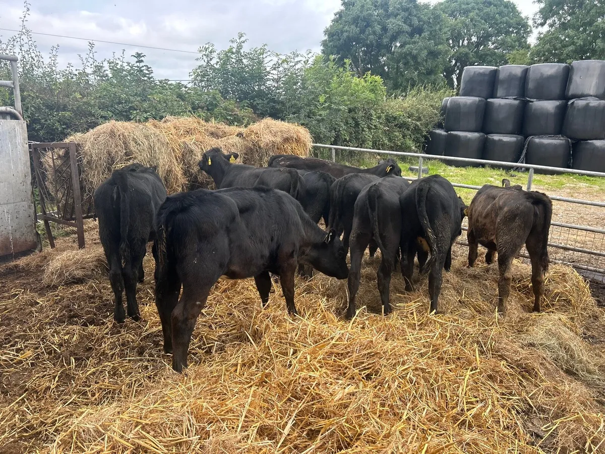 10 super  220 kg Angus heifers - Image 4