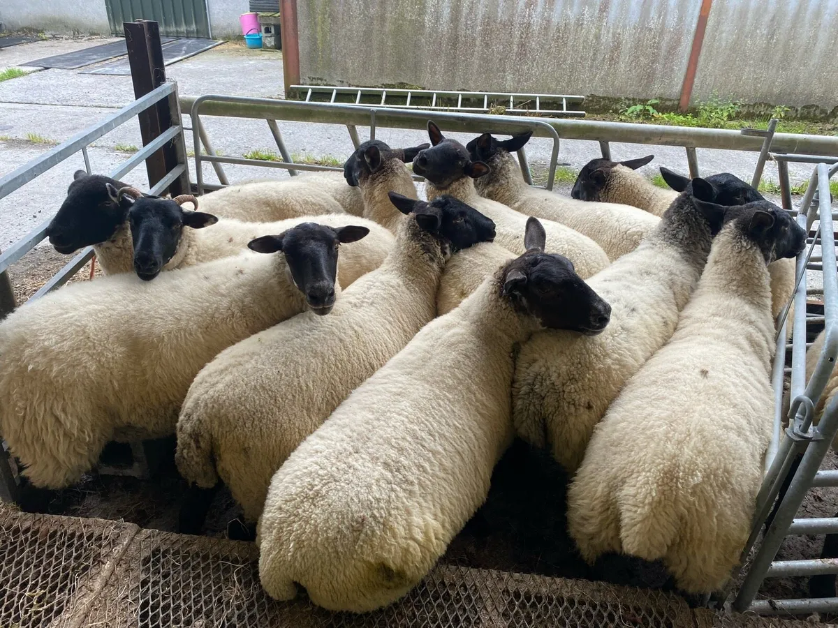 Suffolk hoggets - Image 1
